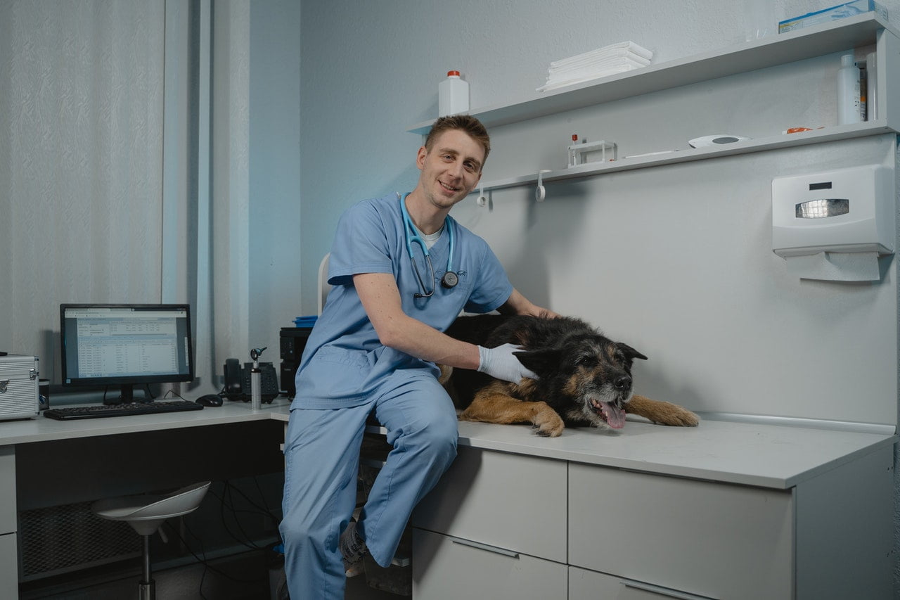 Bachelor of Veterinary Science and A.H